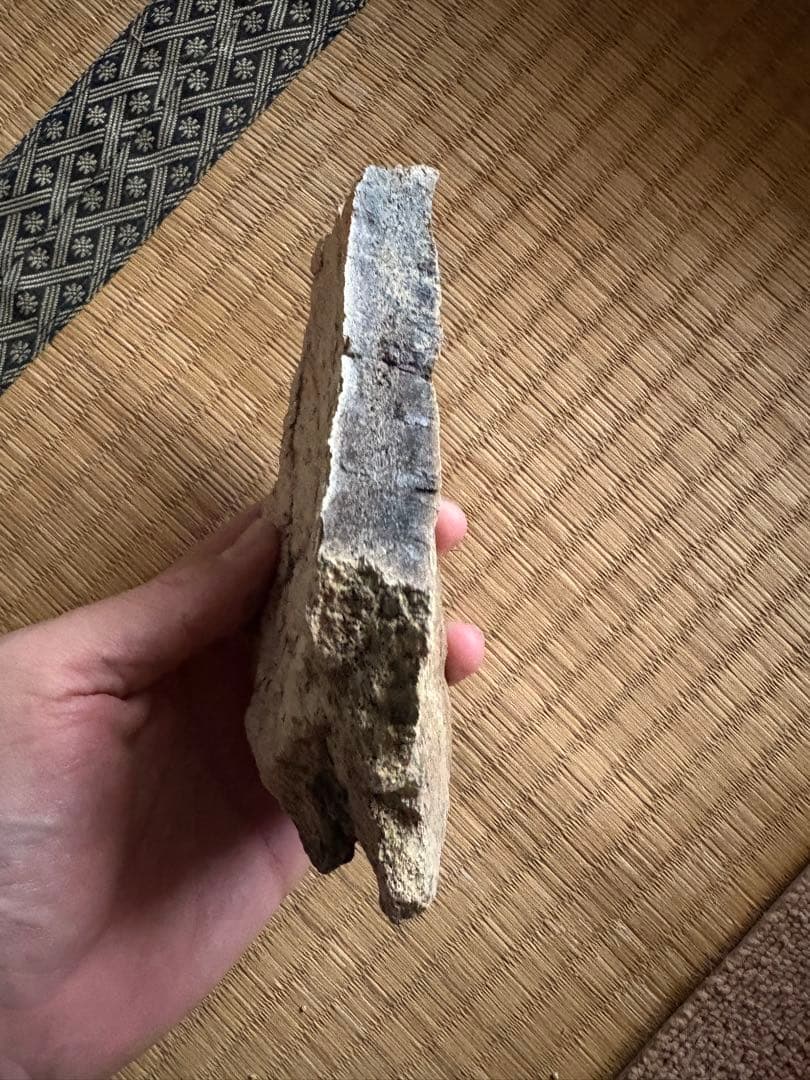 トリケラトプス　フリル　化石　恐竜