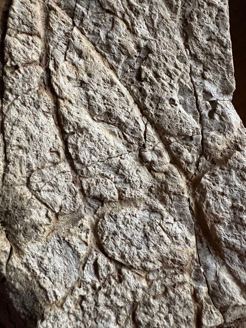 トリケラトプス　フリル　化石　恐竜