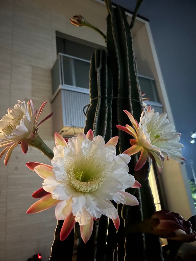 約2.5メートルの柱サボテン 超特大　トゲなし　5本セット