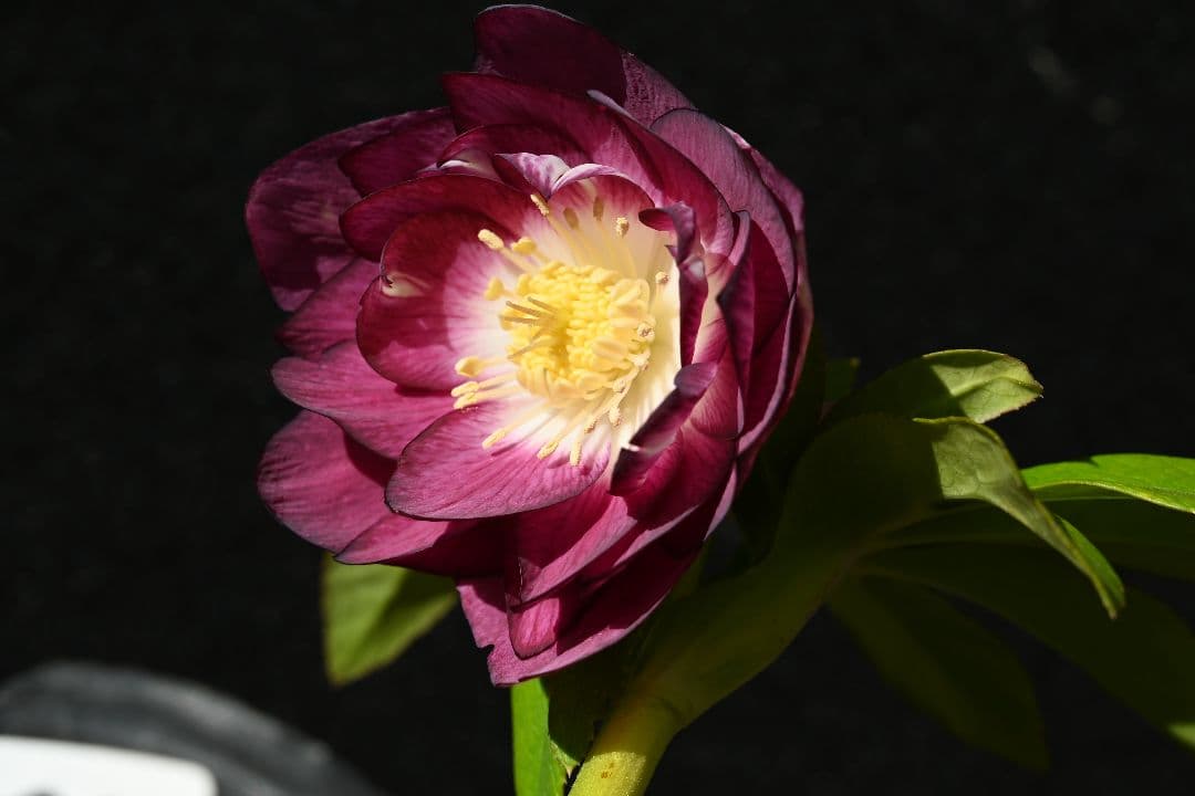 クリスマスローズ　認定紅白の輝き　加藤農園