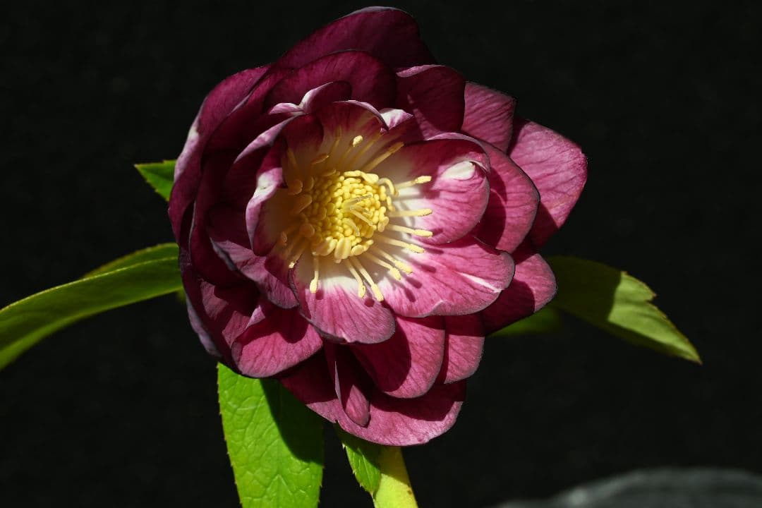 クリスマスローズ　認定紅白の輝き　加藤農園