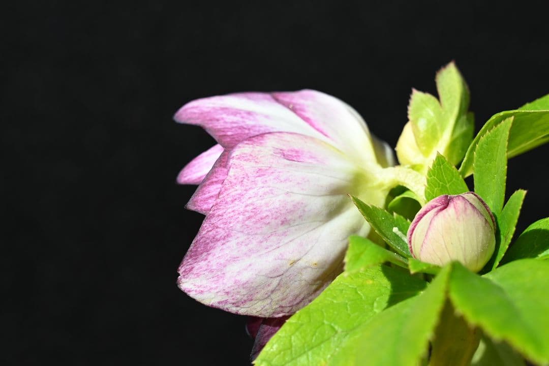 クリスマスローズ　認定紅白の輝き　加藤農園