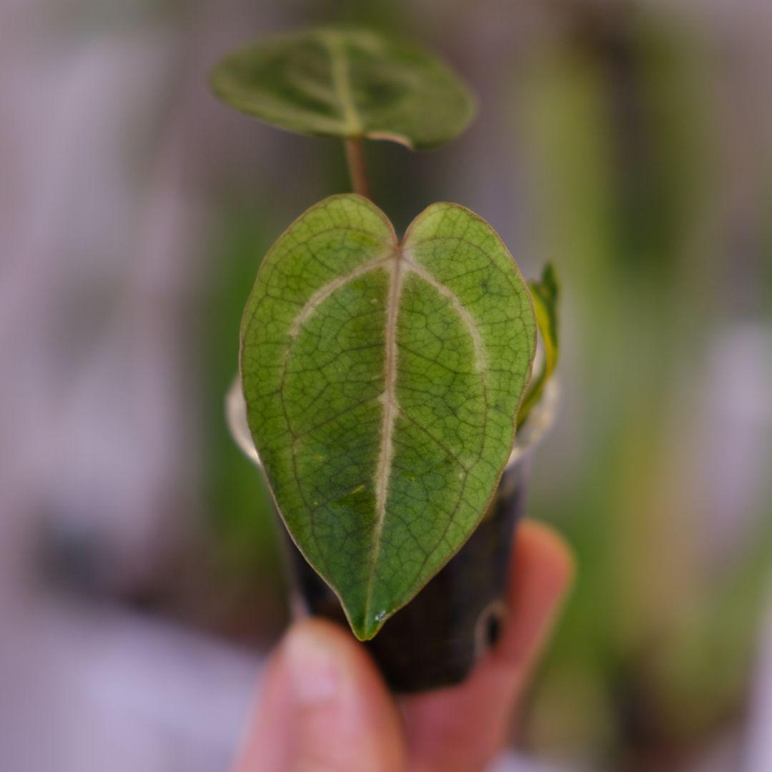 Anthurium Carlablackiae│アンスリウム カーラブラッキー