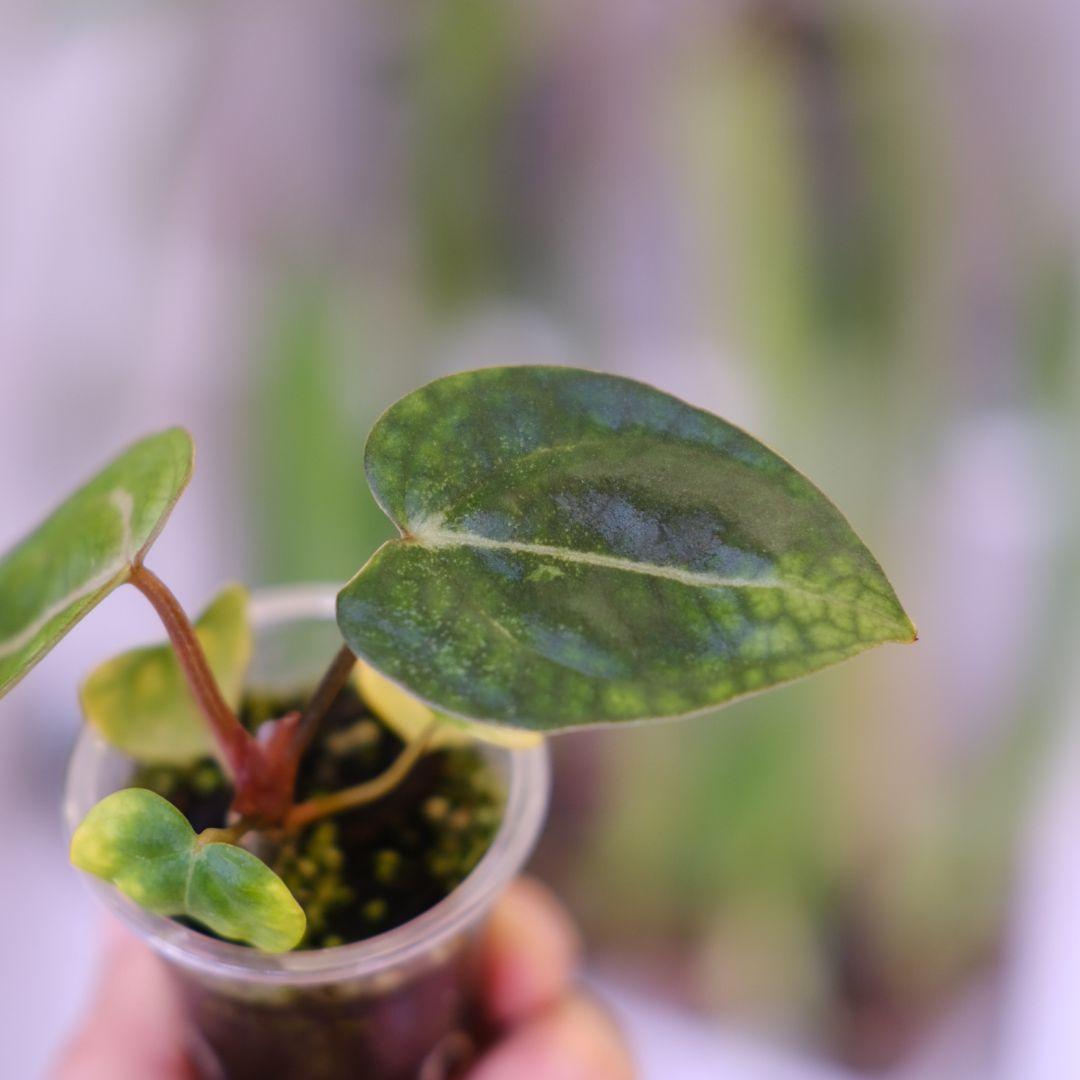 Anthurium Carlablackiae│アンスリウム カーラブラッキー