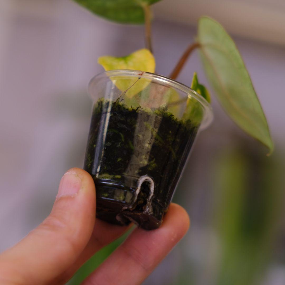 Anthurium Carlablackiae│アンスリウム カーラブラッキー