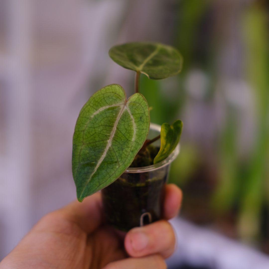 Anthurium Carlablackiae│アンスリウム カーラブラッキー