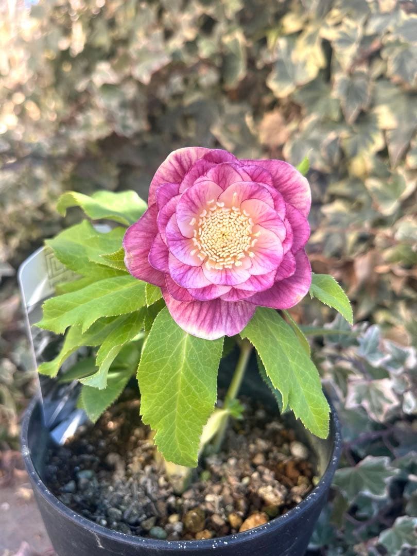 クリスマスローズ　広瀬園芸