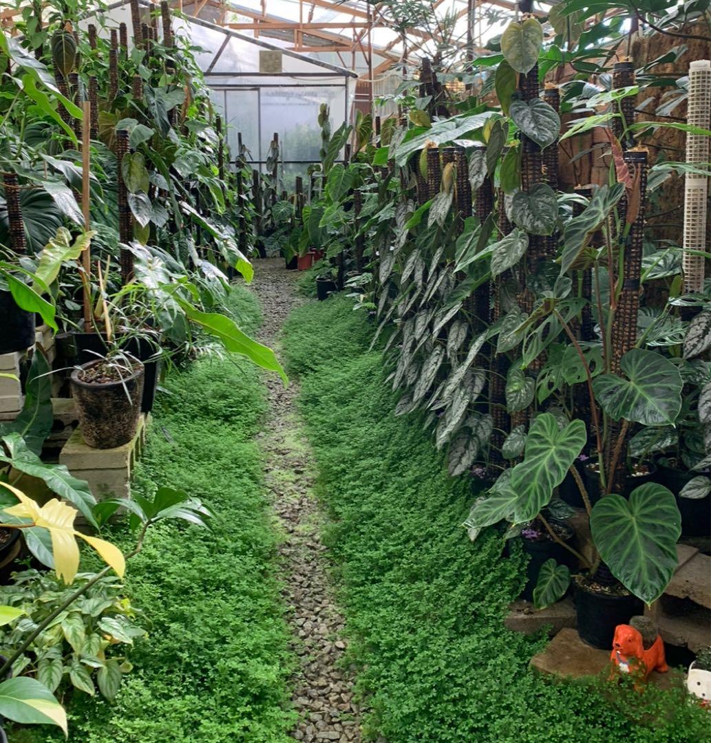 水苔無しモスポール　100本まとめ　20cmサイズ