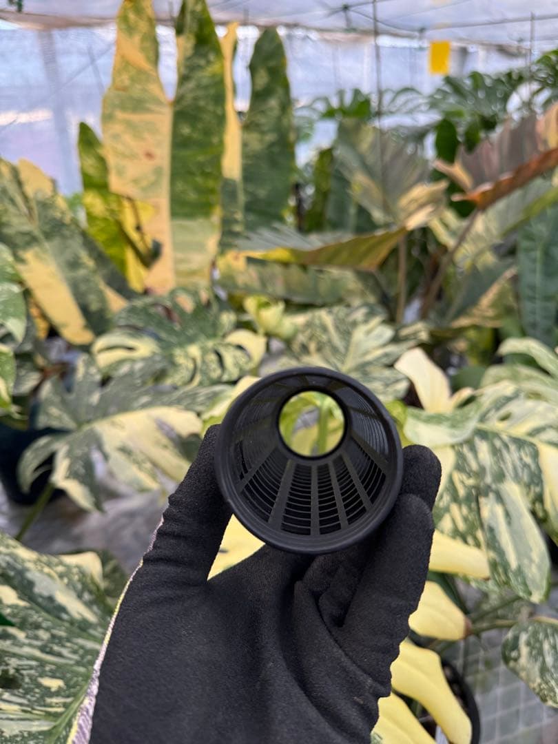 水苔無しモスポール　100本まとめ　20cmサイズ