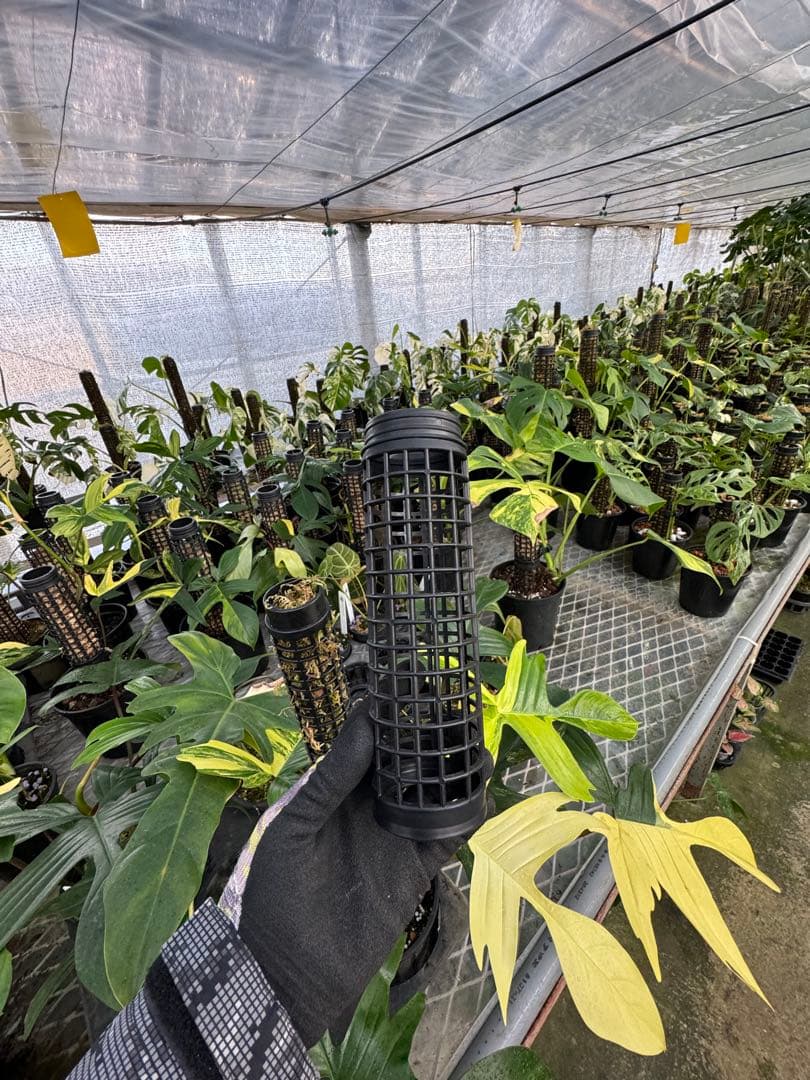 水苔無しモスポール　100本まとめ　20cmサイズ