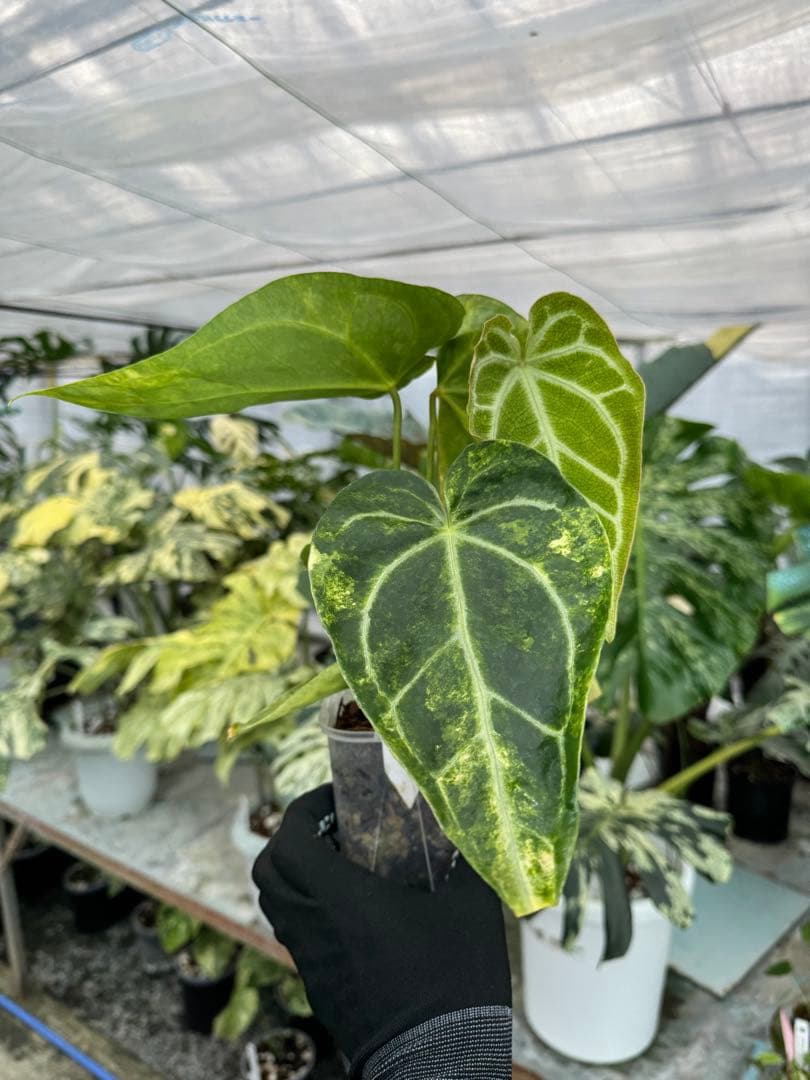 1アンスリウム　ミシェル　x クリスタル　シルバー　斑入り