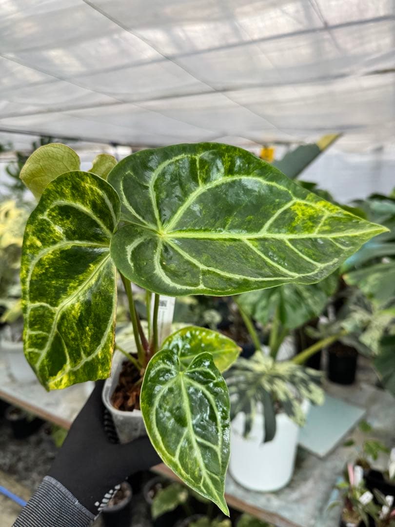 1アンスリウム　ミシェル　x クリスタル　シルバー　斑入り