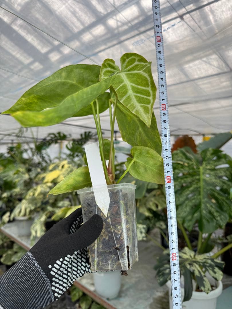 1アンスリウム　ミシェル　x クリスタル　シルバー　斑入り