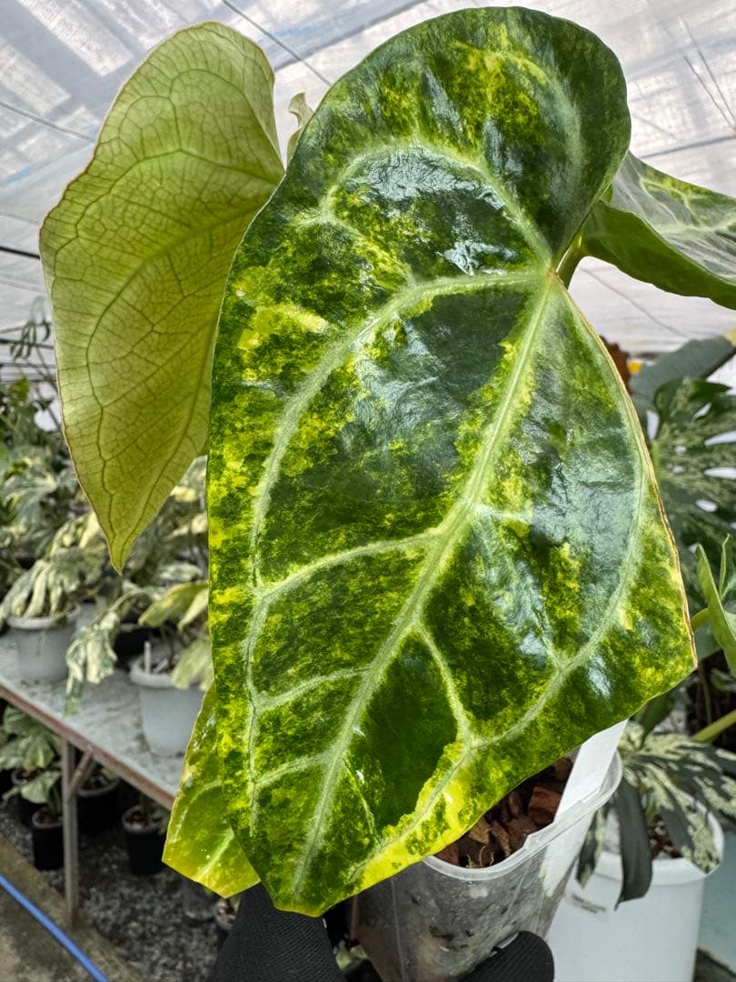 1アンスリウム　ミシェル　x クリスタル　シルバー　斑入り