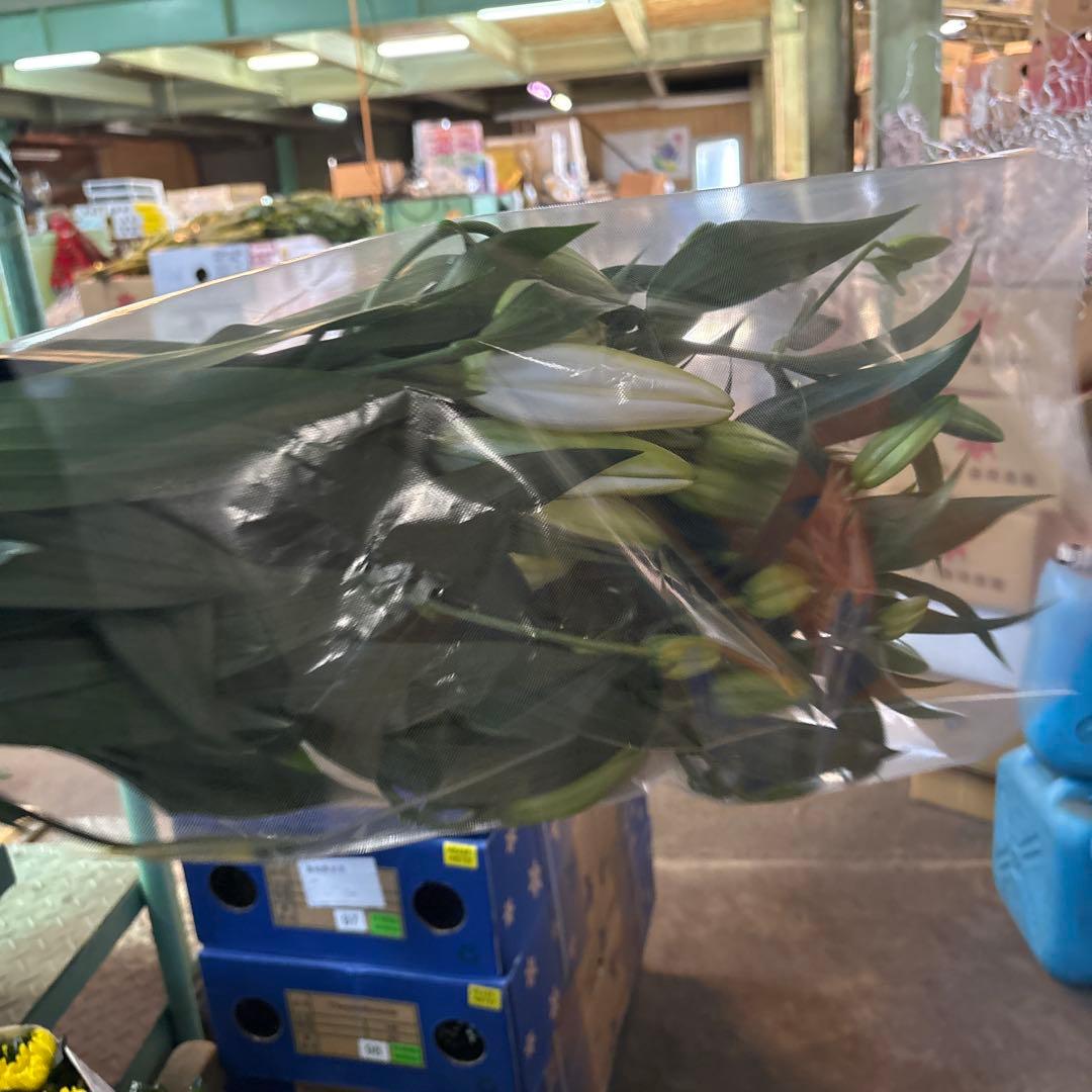 プチプラピアスイヤリング 同梱アヌースカ10本 シベリア トルコ各10本