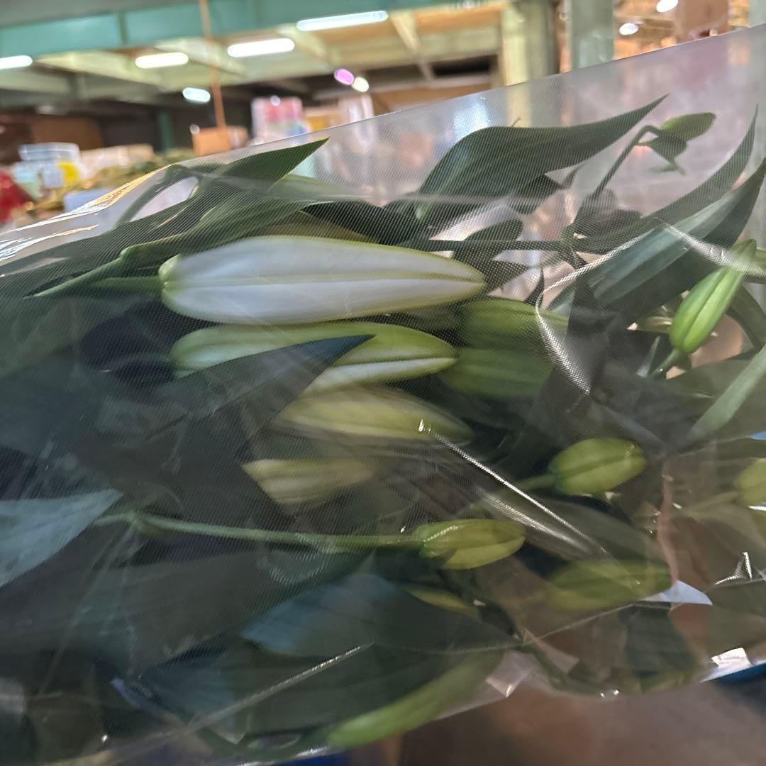 プチプラピアスイヤリング 同梱アヌースカ10本 シベリア トルコ各10本