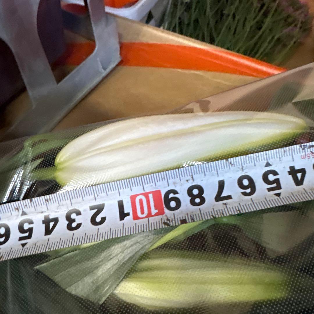 プチプラピアスイヤリング 同梱アヌースカ10本 シベリア トルコ各10本