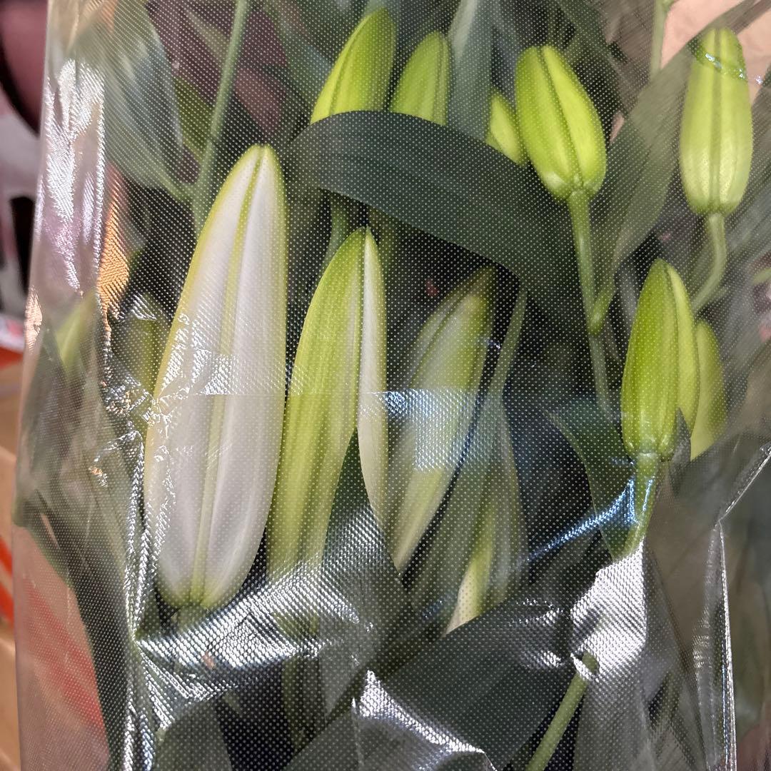 プチプラピアスイヤリング 同梱アヌースカ10本 シベリア トルコ各10本