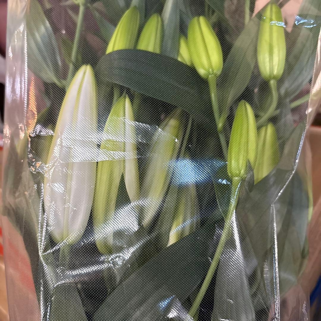 プチプラピアスイヤリング 同梱アヌースカ10本 シベリア トルコ各10本