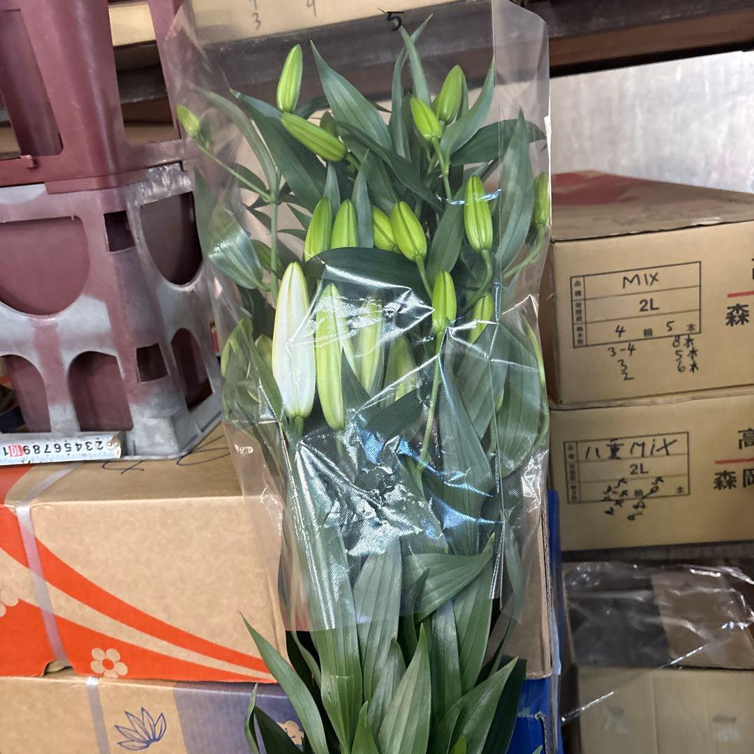 プチプラピアスイヤリング 同梱アヌースカ10本 シベリア トルコ各10本