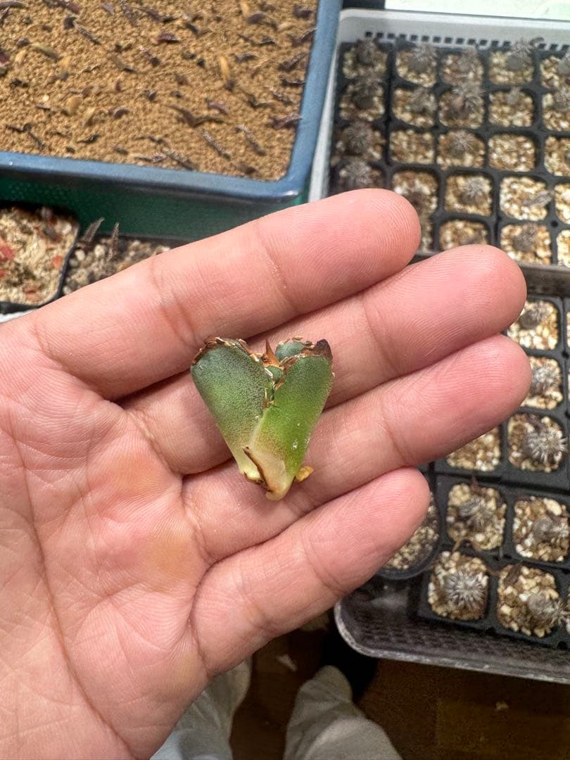 アガベ　lize血統 夜燕