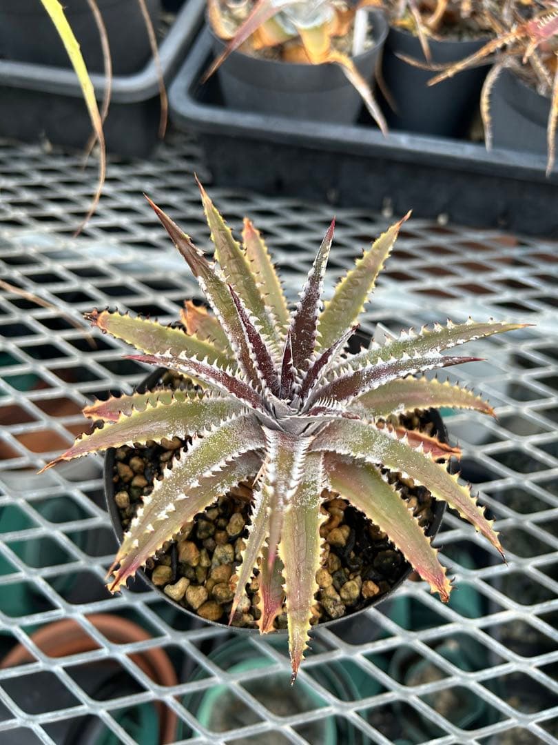 ディッキア Dyckia ‘A New Beginning’ original