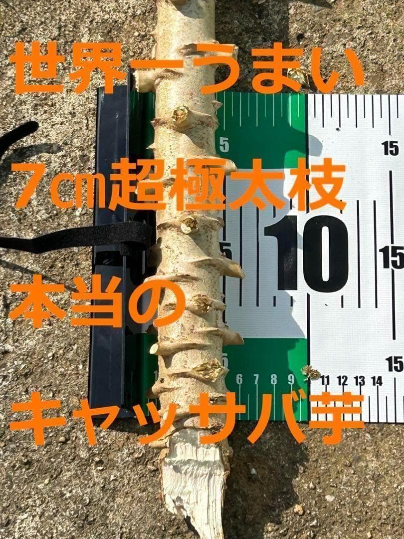 究極＝世界最高峰◆ゴールデン種/キャッサバ★80サイズ段ボール大箱満杯★挿し木枝