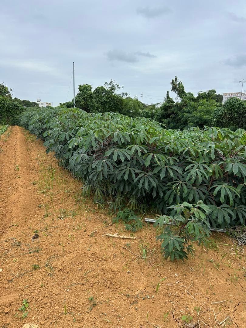 究極＝世界最高峰◆ゴールデン種/キャッサバ★80サイズ段ボール大箱満杯★挿し木枝