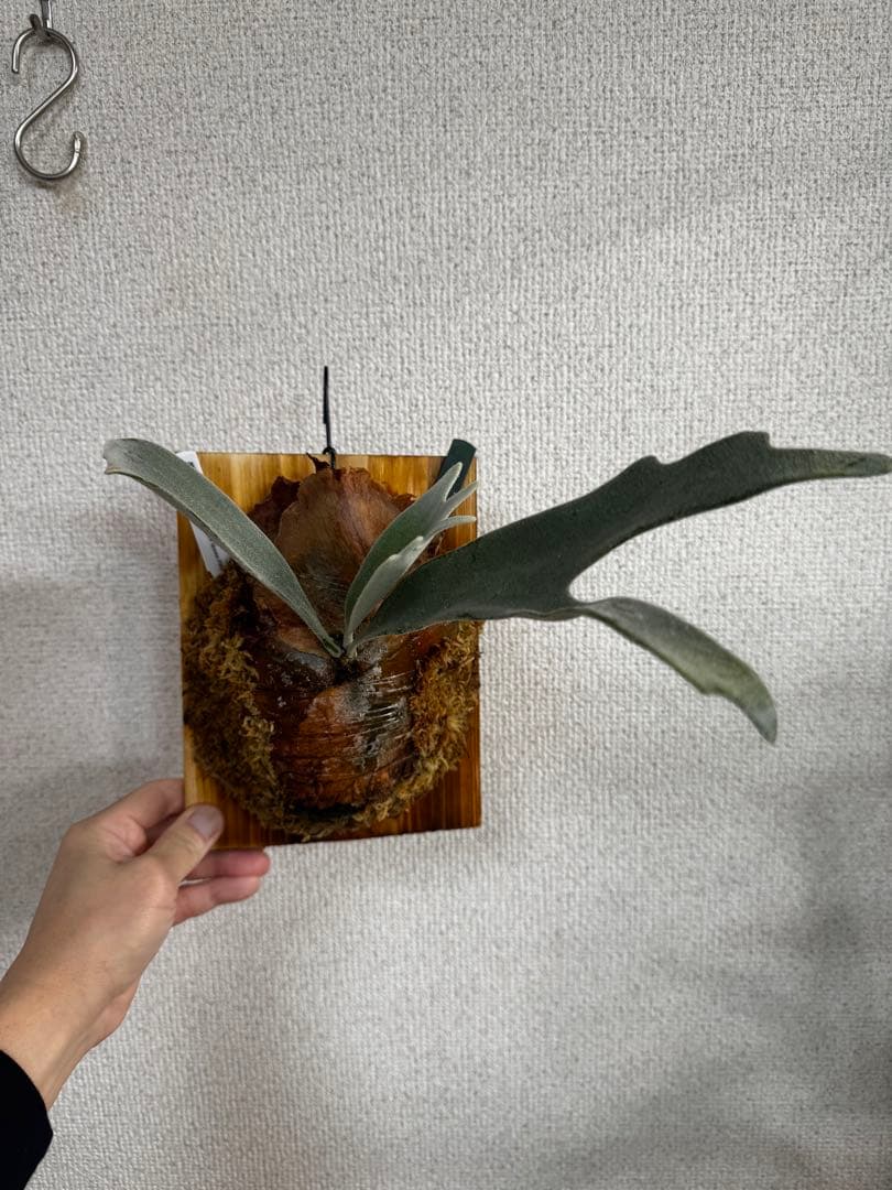 【子株】P. Elsa  Queen F307 ビカクシダ　子株　OC