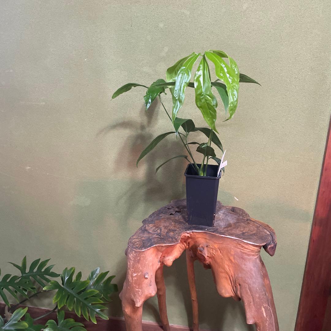 アンスリウム　カリブレイリー