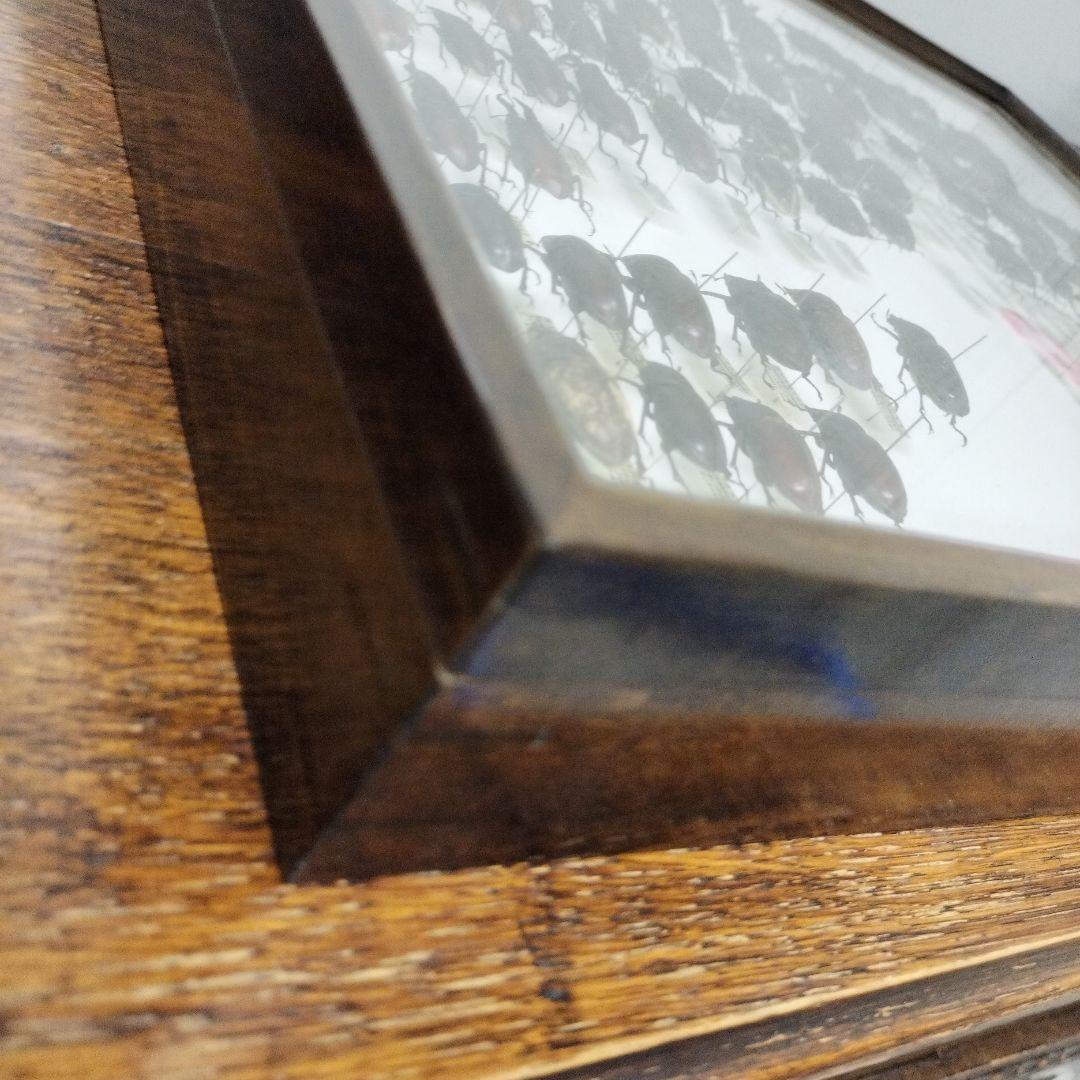 クワガタ標本箱　122匹　JAPAN