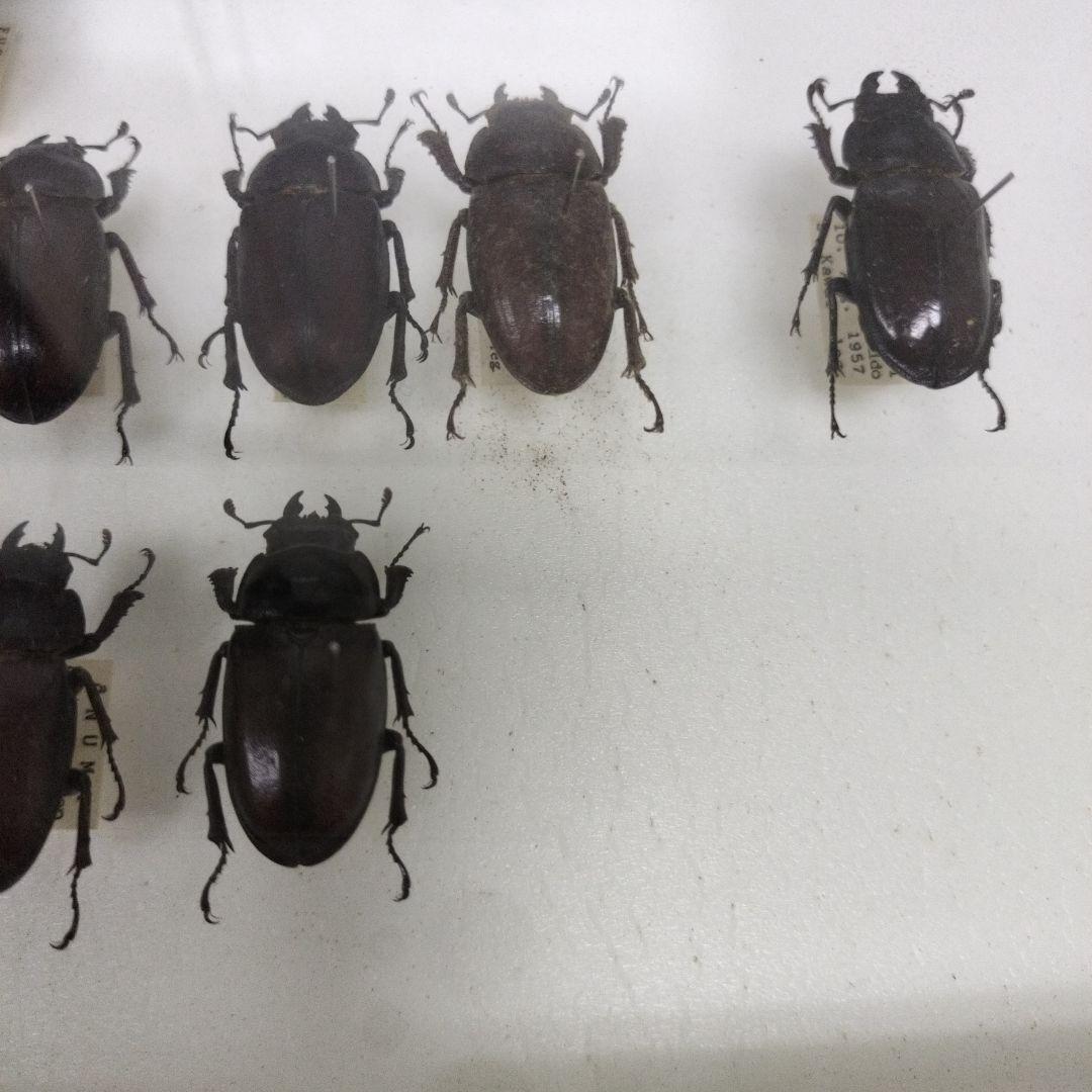 クワガタ標本箱　122匹　JAPAN