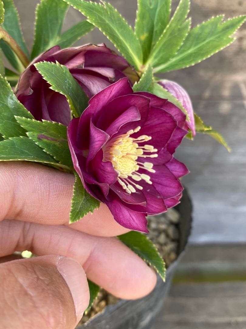 ヒ*イ様 グロッシーカラーゴールド　加藤農園