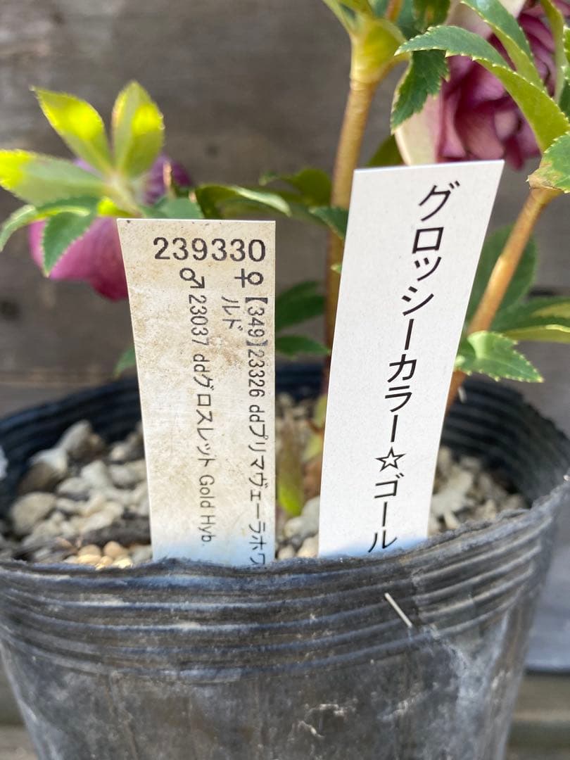 ヒ*イ様 グロッシーカラーゴールド　加藤農園