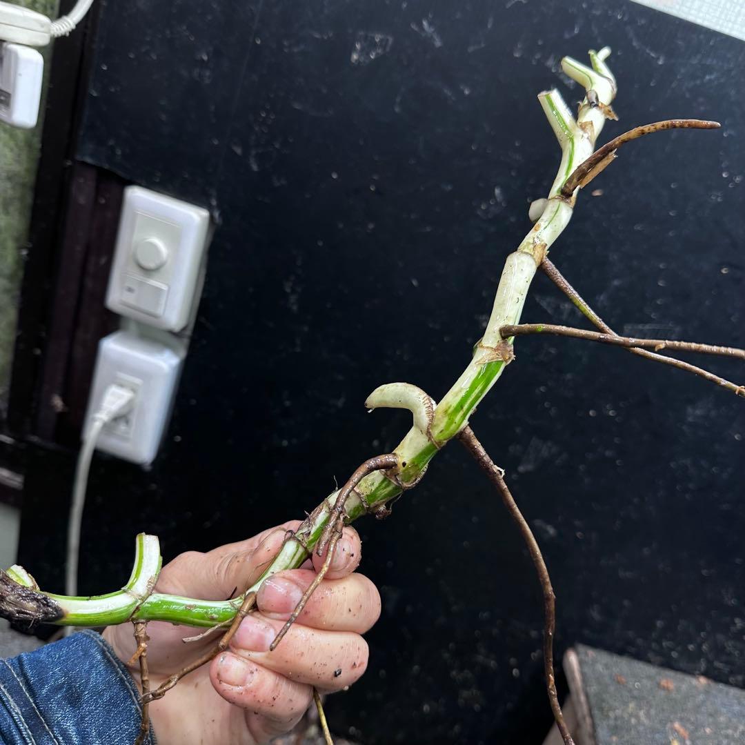 a*a様 斑入りモンステラホワイトタイガー大茎8株おまとめ