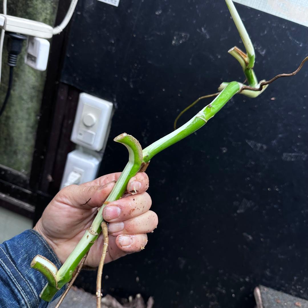 a*a様 斑入りモンステラホワイトタイガー大茎8株おまとめ