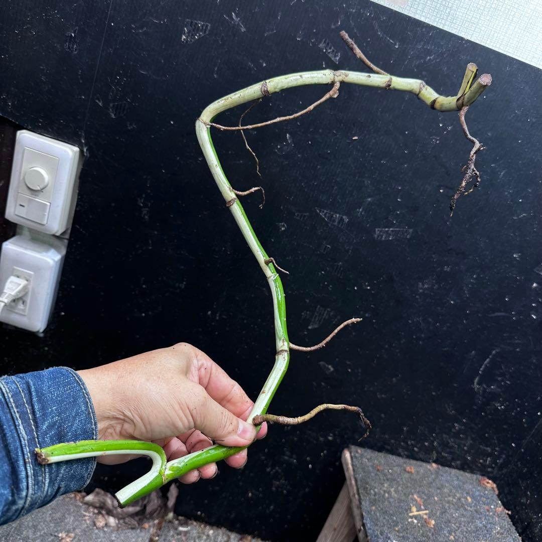 a*a様 斑入りモンステラホワイトタイガー大茎8株おまとめ