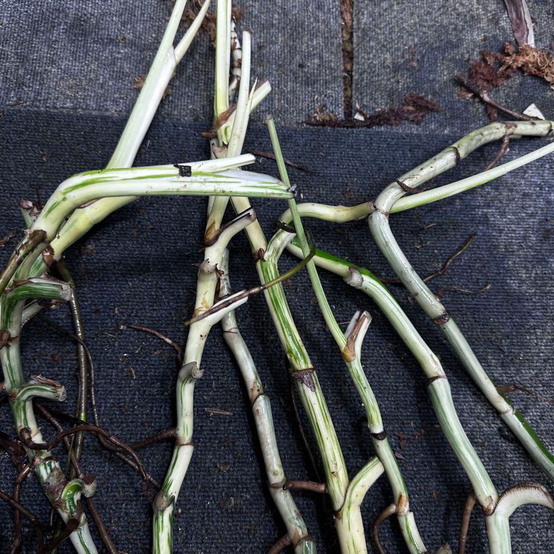 a*a様 斑入りモンステラホワイトタイガー大茎8株おまとめ