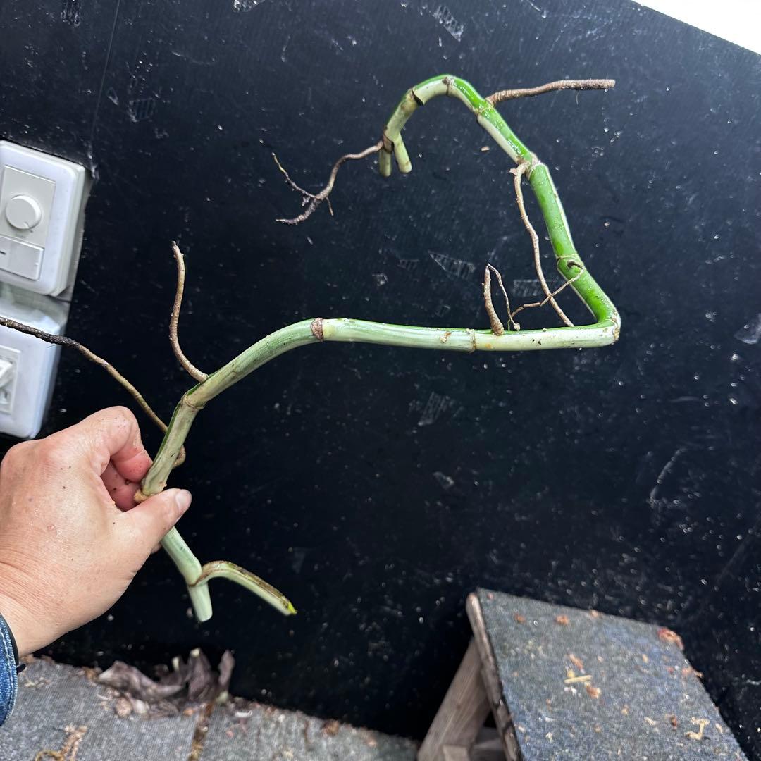 a*a様 斑入りモンステラホワイトタイガー大茎8株おまとめ