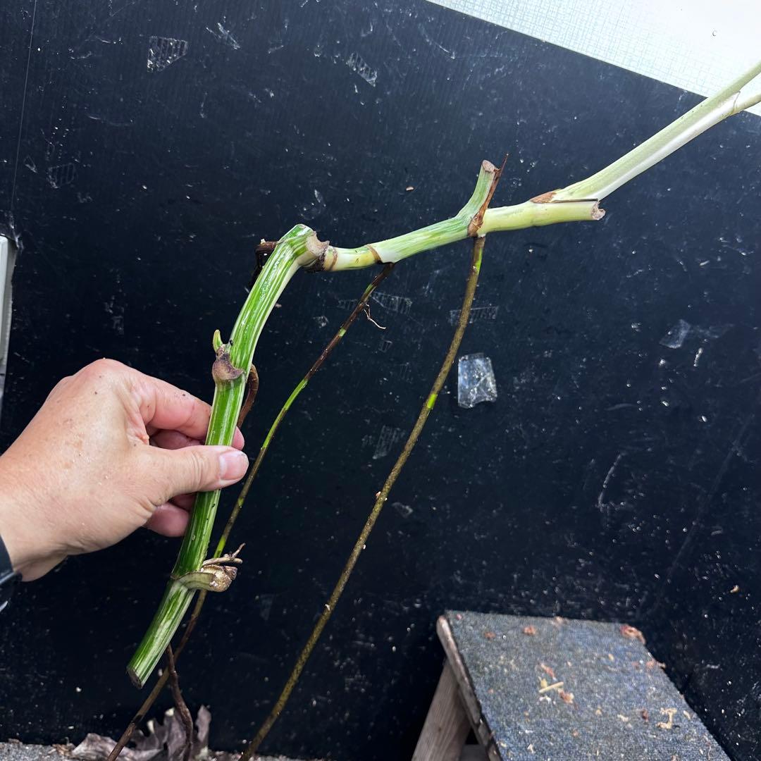 a*a様 斑入りモンステラホワイトタイガー大茎8株おまとめ