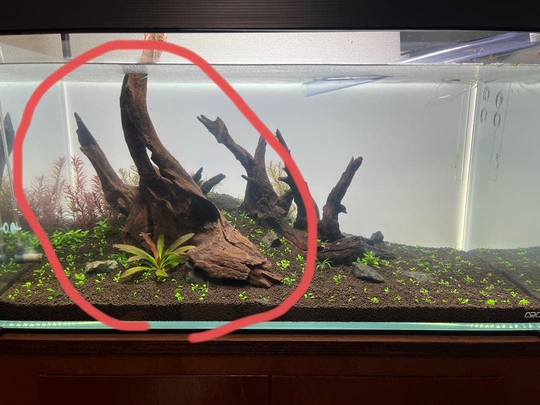 ADA ホーンウッド　特大