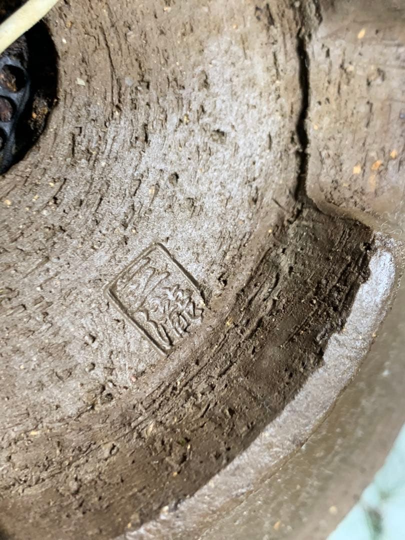 細幹ならではの曲芸　文人赤松　落款（検索/真柏　黒松　捻転　シャリ　盆栽）