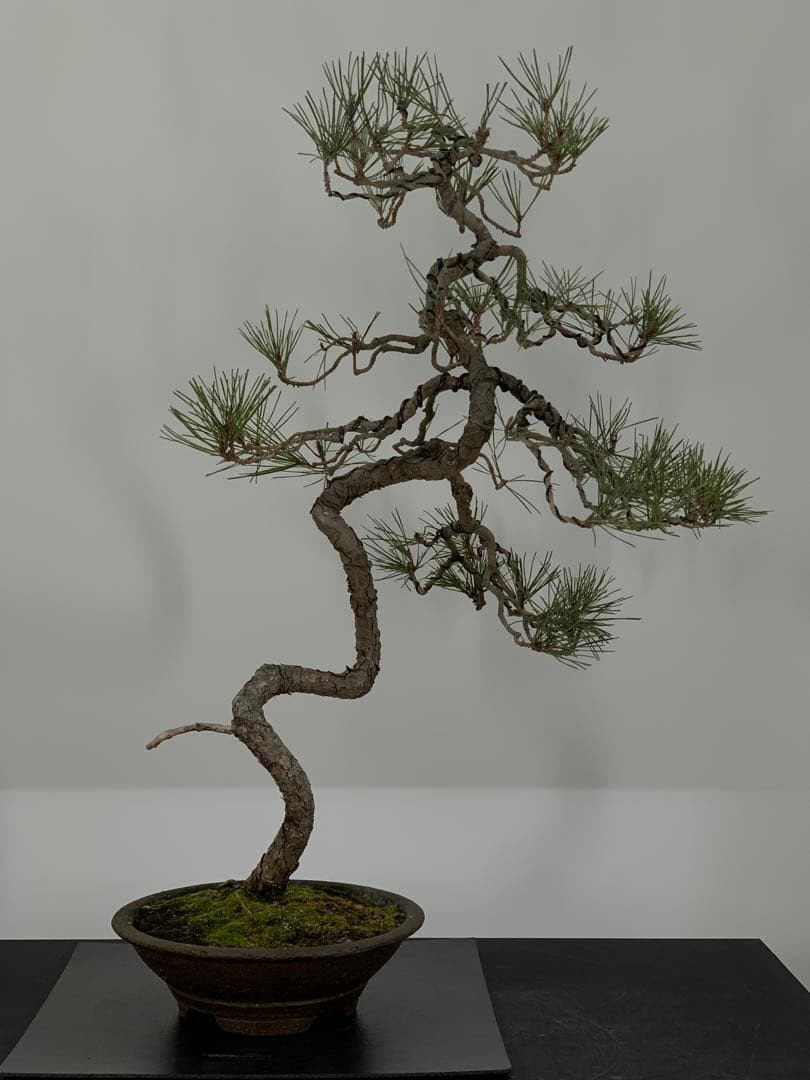 細幹ならではの曲芸　文人赤松　落款（検索/真柏　黒松　捻転　シャリ　盆栽）