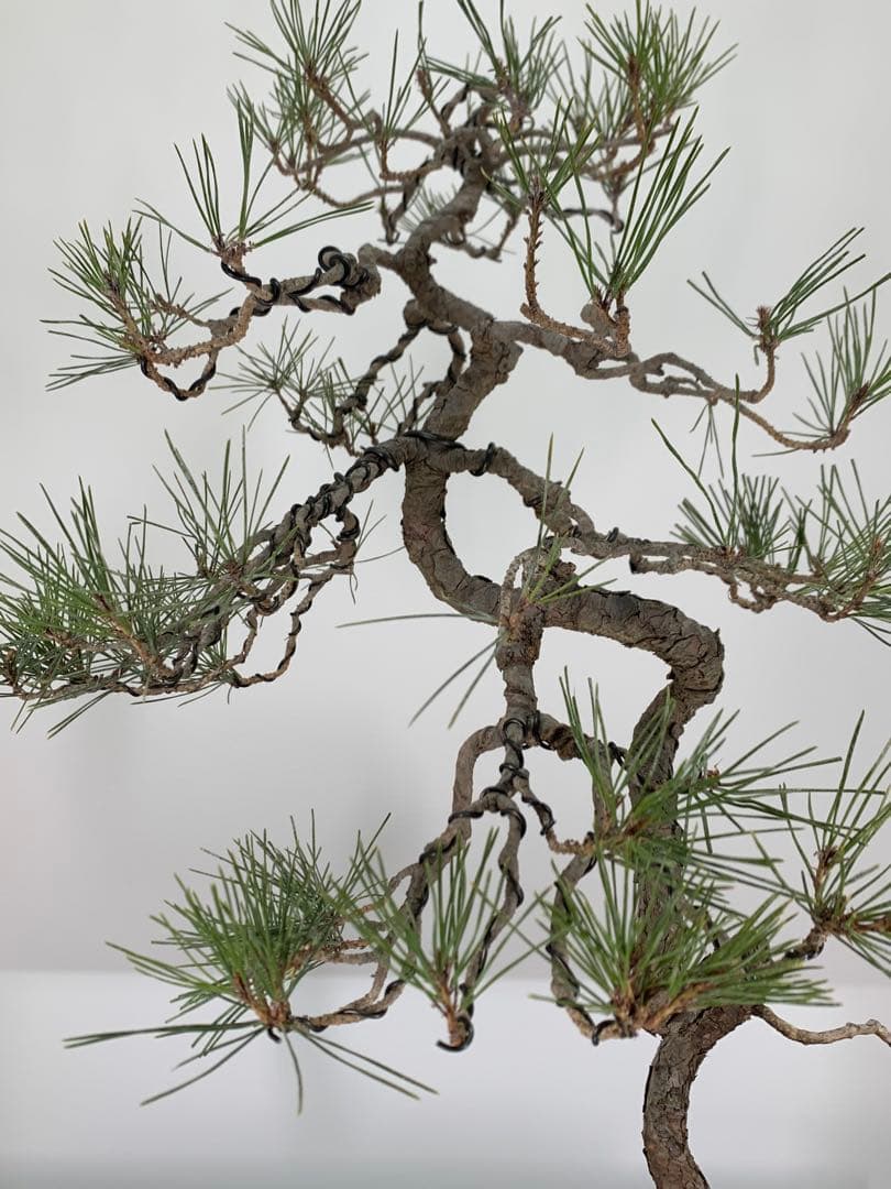 細幹ならではの曲芸　文人赤松　落款（検索/真柏　黒松　捻転　シャリ　盆栽）