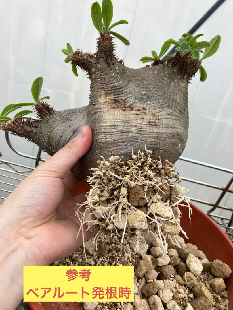 パキポディウム ・マカイエンセ　現地球　扁平　赤肌　プラ鉢　検）黒王丸　パキプス