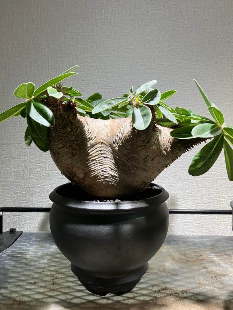 パキポディウム ・マカイエンセ　現地球　扁平　赤肌　プラ鉢　検）黒王丸　パキプス