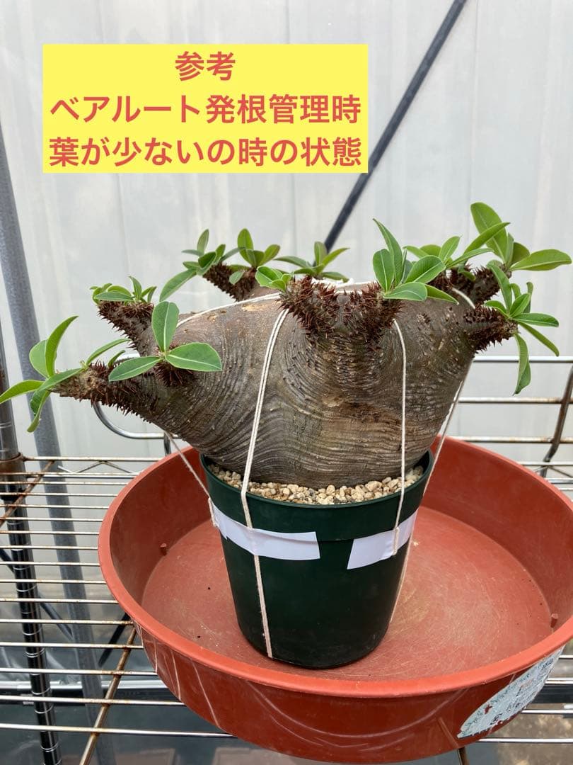 パキポディウム ・マカイエンセ　現地球　扁平　赤肌　プラ鉢　検）黒王丸　パキプス