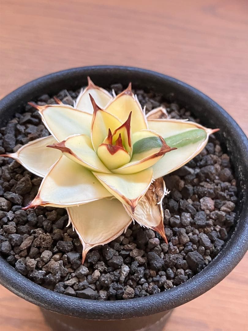 タ*ー様 超選抜【選抜オークション】④特大　アガべ　王妃笹の雪A型　ピンキーTC