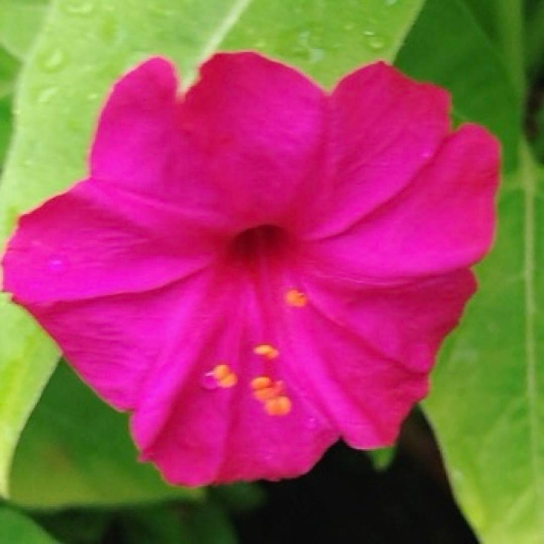 オシロイバナ　ミックス色　苗4株塊根　おしろい花　白粉花　夕化粧　白粉花　花の苗