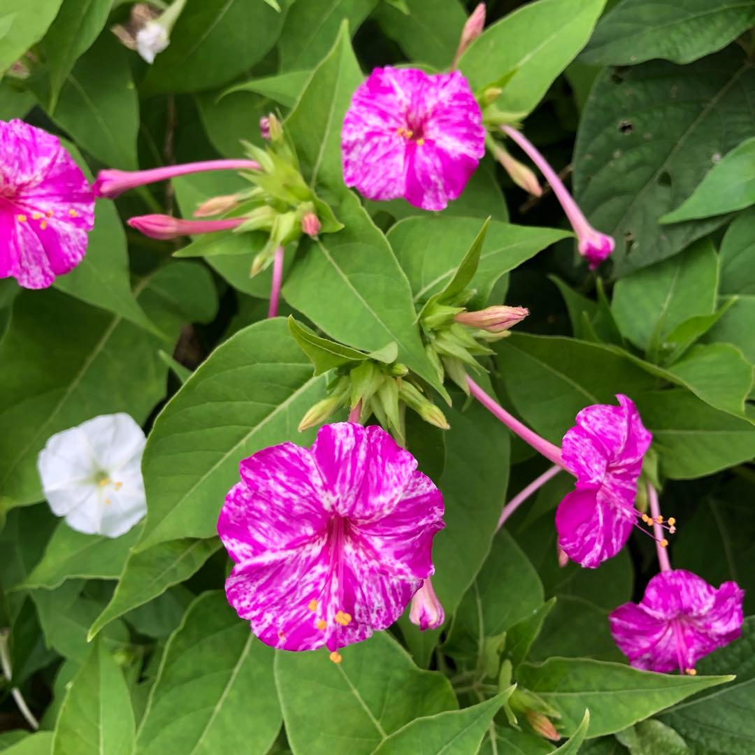 オシロイバナ　ミックス色　苗4株塊根　おしろい花　白粉花　夕化粧　白粉花　花の苗